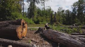 Best Emergency Tree Removal  in Atlanta, GA
