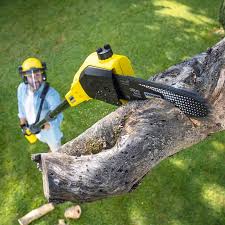 Best Root Management and Removal  in Atlanta, GA