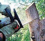 Best Tree Risk Assessment  in Atlanta, GA