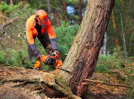 Best Emergency Tree Removal  in Atlanta, GA