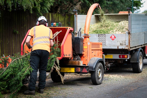 Best Lawn Disease Treatment  in Atlanta, GA