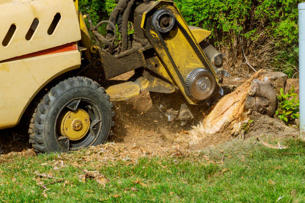 Atlanta, GA Tree Services Company