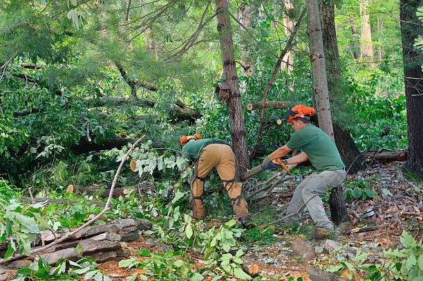Best Lawn Renovation and Restoration  in Atlanta, GA
