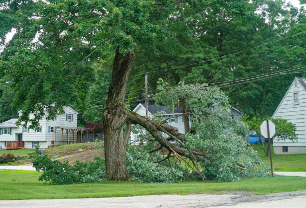 How Our Tree Care Process Works  in  Atlanta, GA