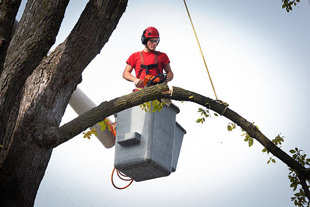 Best Storm Damage Tree Cleanup  in Atlanta, GA